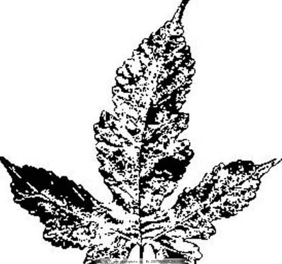 叶子 树叶 植物叶子 黑白画 矢量 生物世界 树木 黑白植物叶子 矢量