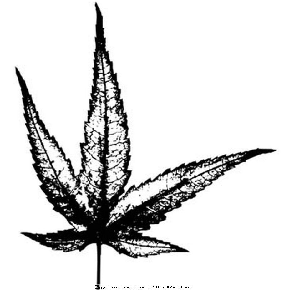 树叶画 树叶 叶子 植物叶子 黑白画 矢量 生物世界 树木 黑白植物叶子图片