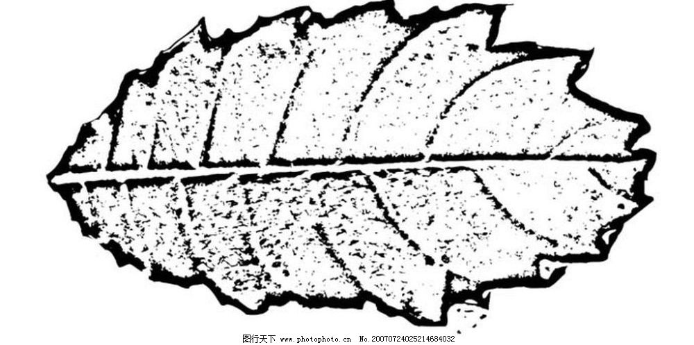 叶子 植物叶子 黑白画 矢量 生物世界 树木 黑白植物叶子 矢量图库 ai