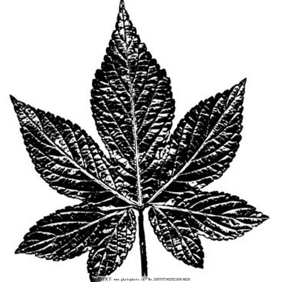 叶子 树叶 植物叶子 黑白画 矢量 生物世界 树木 黑白植物叶子 矢量图图片
