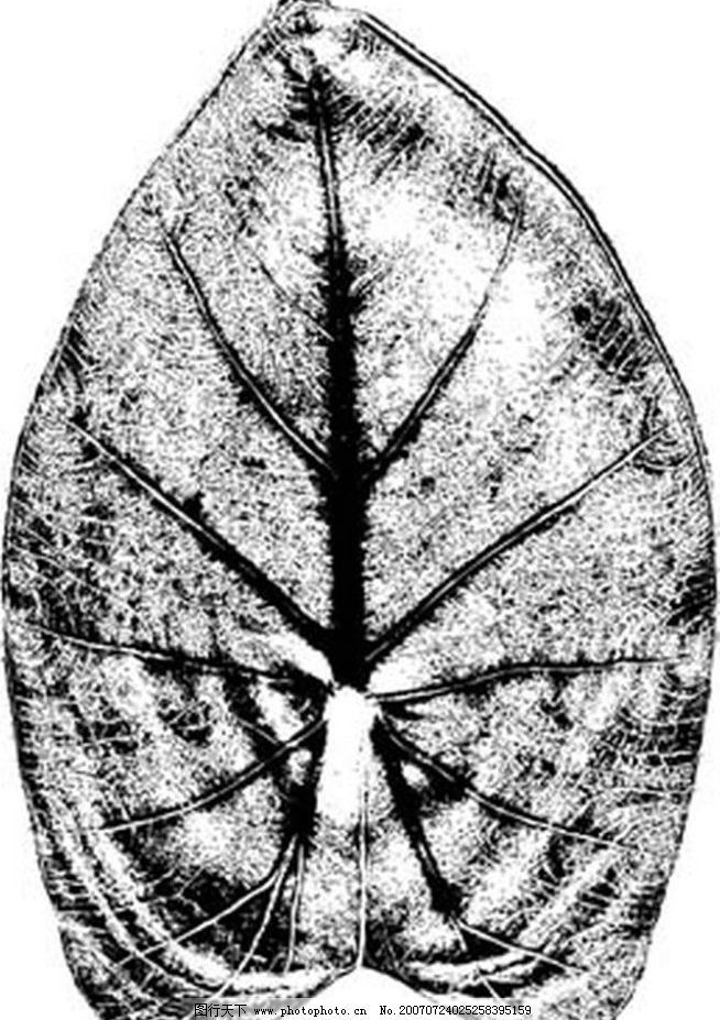 植物叶子 树叶 叶子 黑白画 矢量 生物世界 树木 黑白植物叶子 矢量