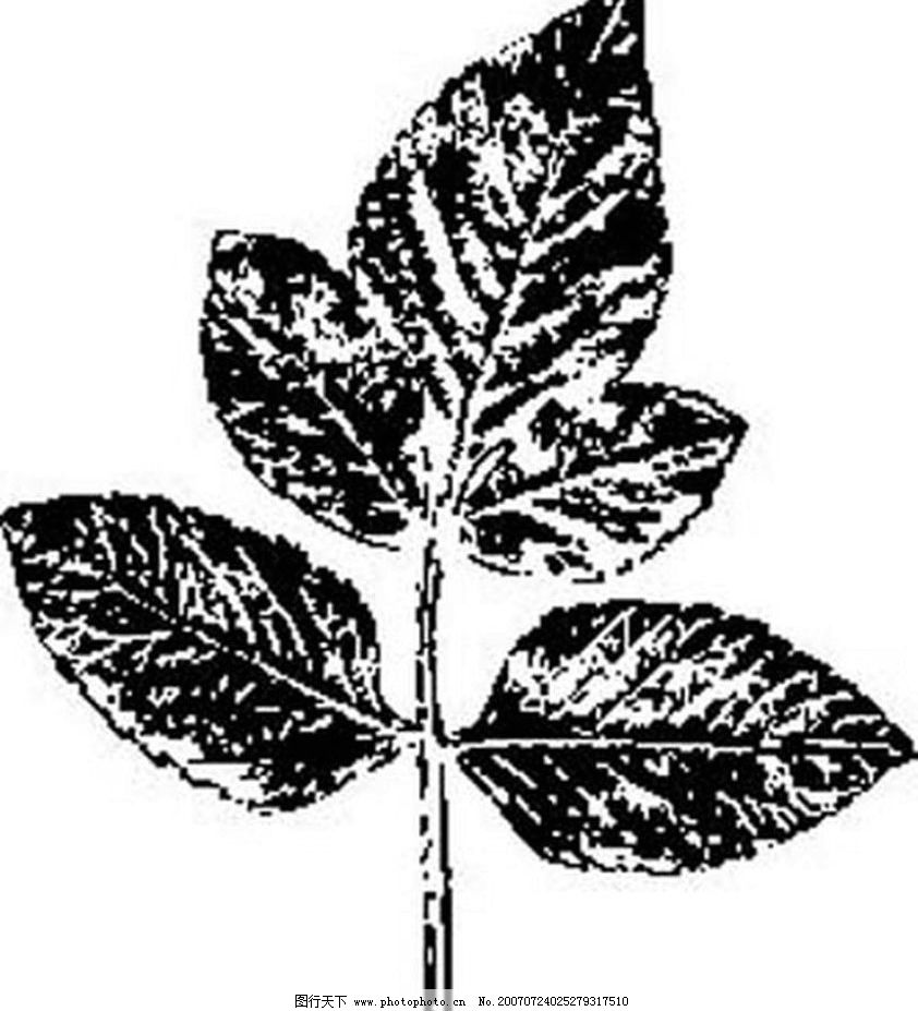 植物叶子 树叶 黑白画 矢量 树木 黑白植物叶子 矢量图库