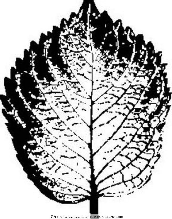 黑白树叶 叶子 植物叶子 黑白画 矢量 树木 黑白植物叶子 矢量图库