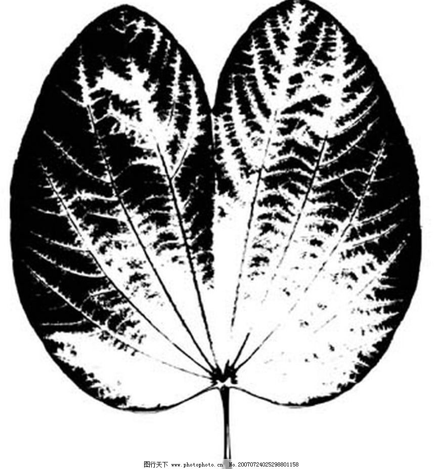 植物叶子 树叶 叶子 黑白画 矢量 生物世界 树木 黑白植物叶子 矢量图