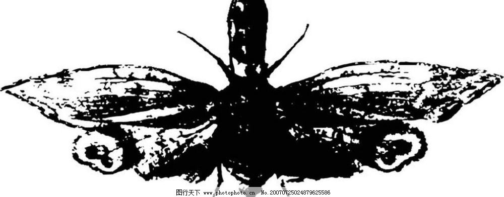 飞蛾 昆虫 黑白昆虫 黑白矢量图 黑白素材 黑白画 黑白图 矢量 生物