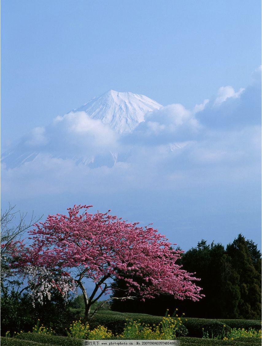 富士山 素材 日本-樱花树图片