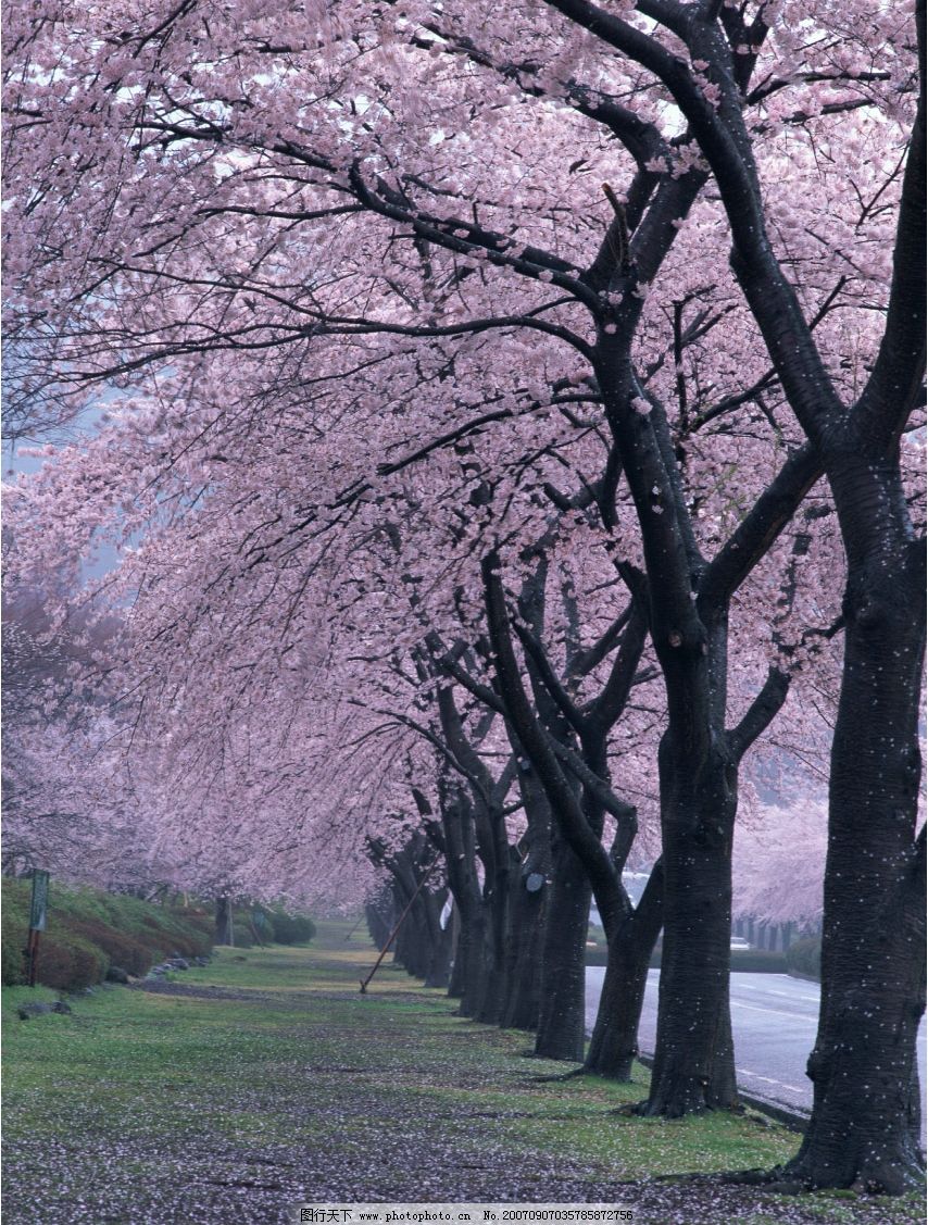 壁纸 樱花-樱花树图片