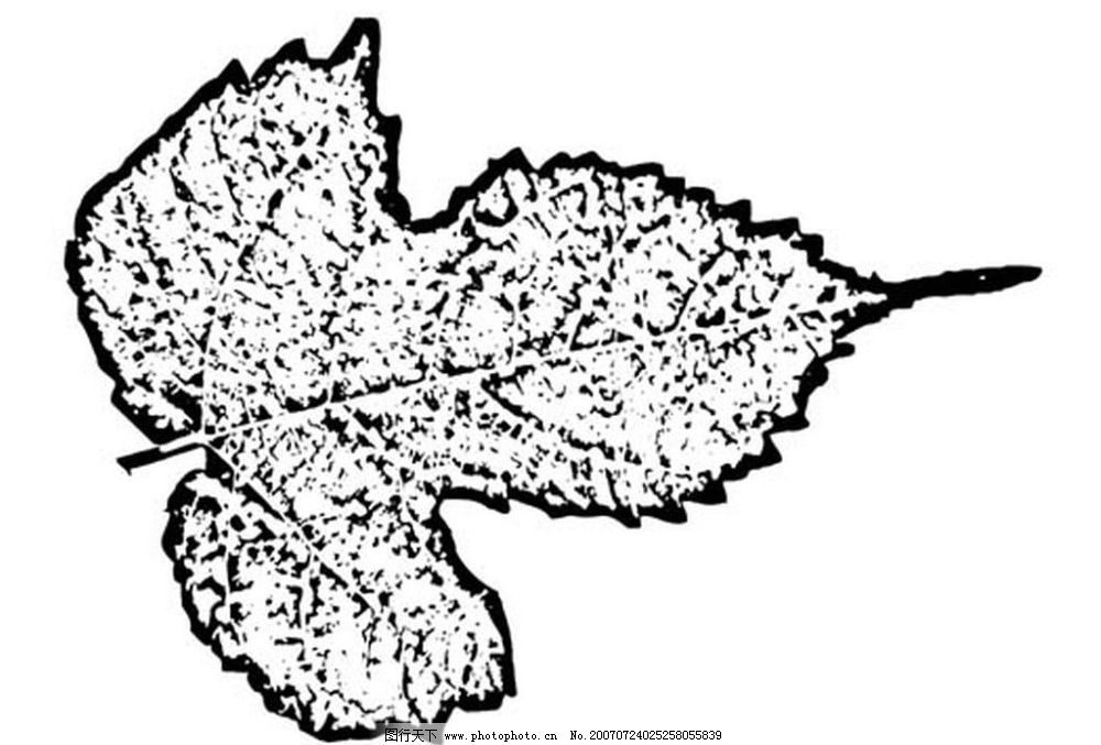 树叶图 叶子 植物叶子 黑白画 矢量 树木 黑白植物叶子 矢量图库